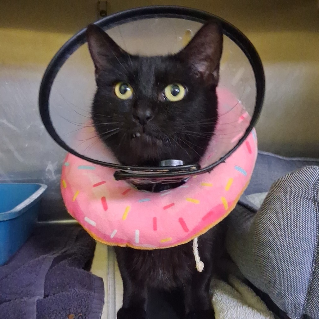 KRUEGER - Domestic Shorthair available for adoption