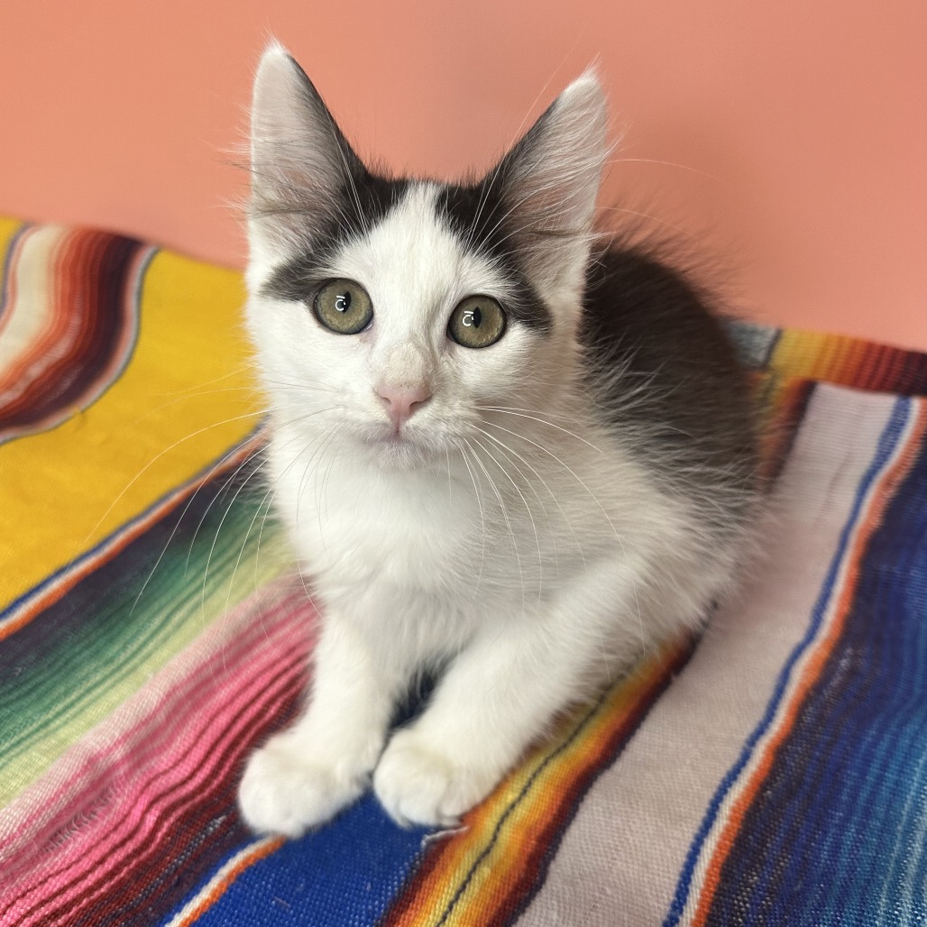 MARGOT - Domestic Shorthair available for adoption