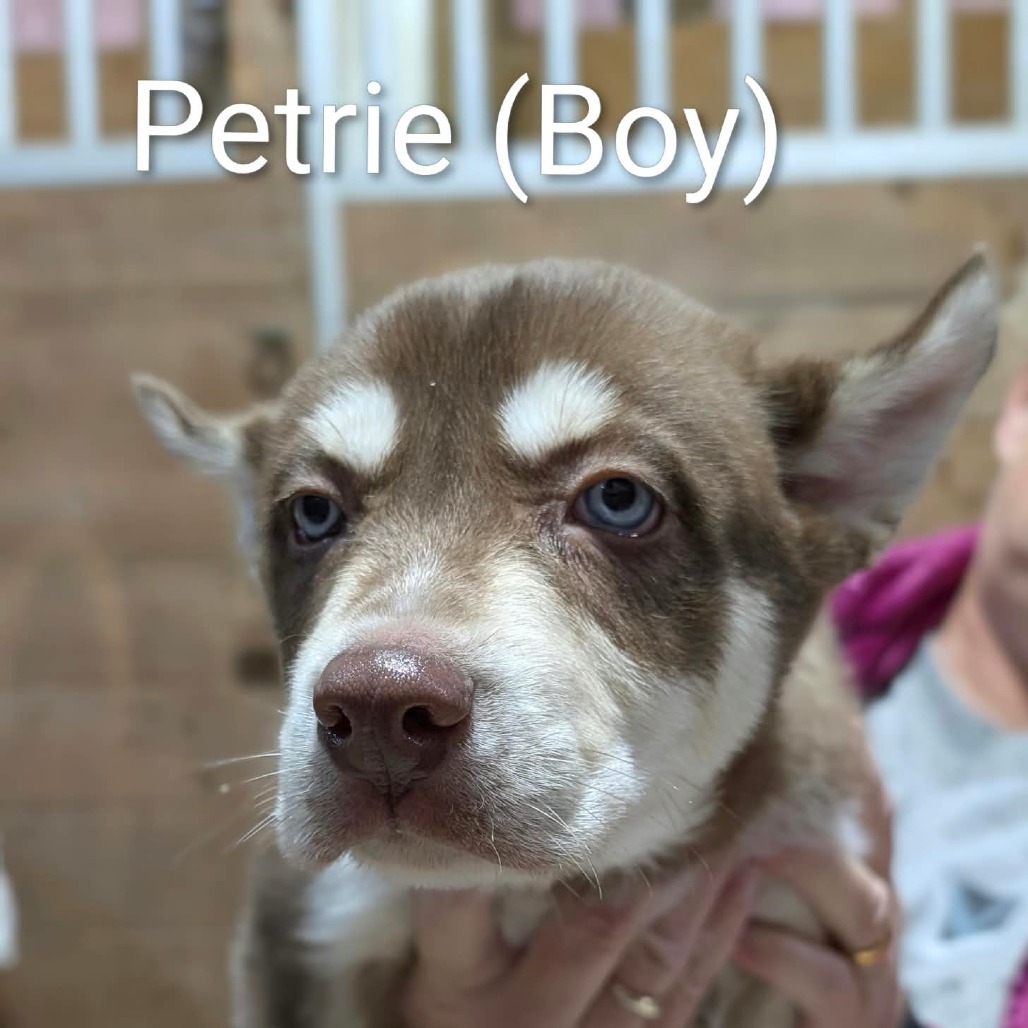 Petrie