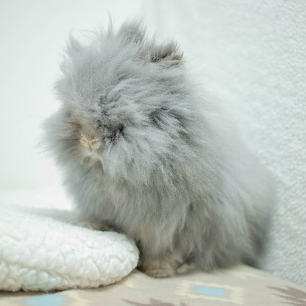 Poppy, photo 18
