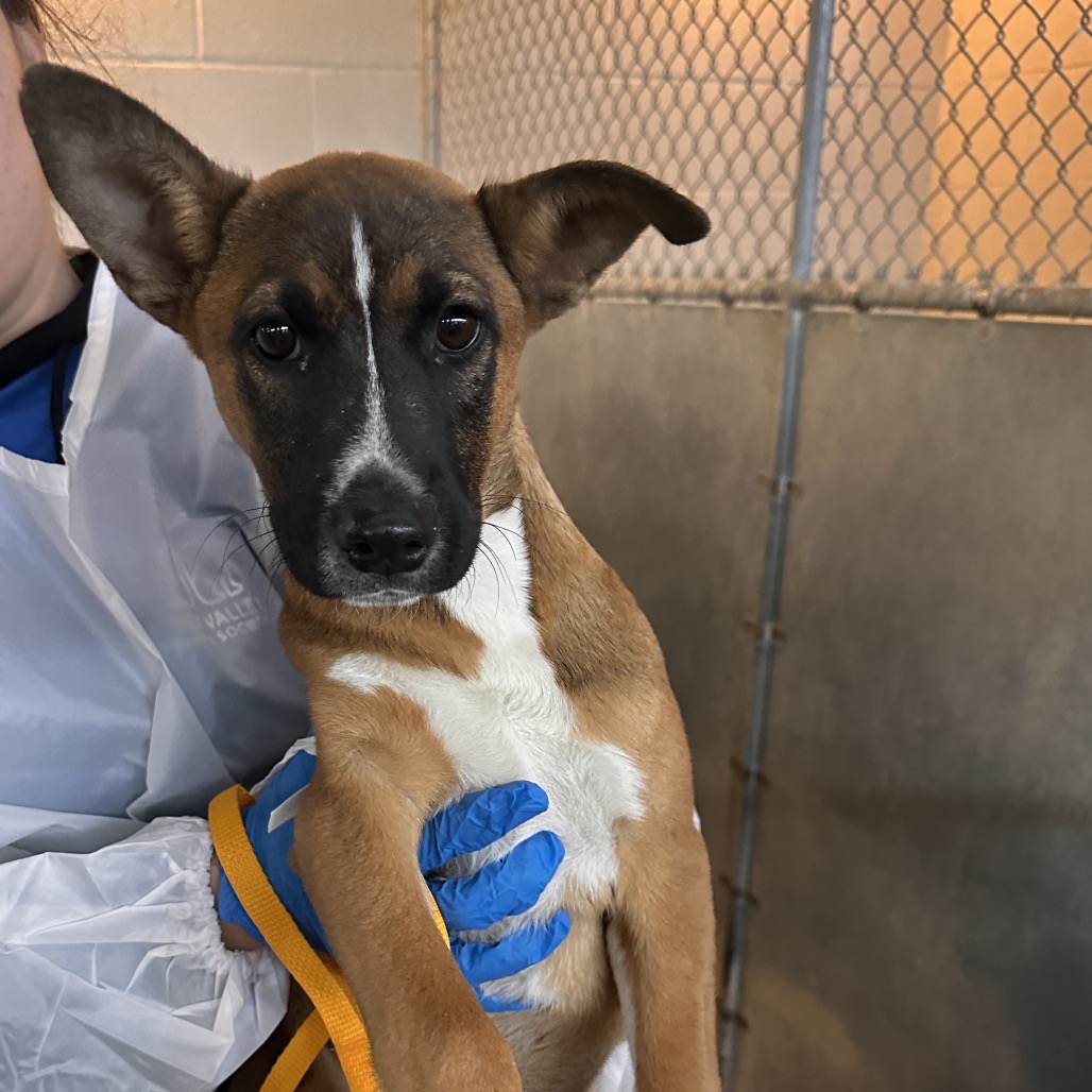 FIDDLE - Shepherd available for adoption