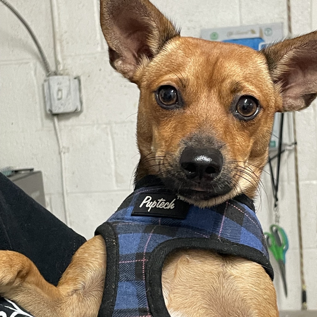 PACO - Chihuahua / Short Coat available for adoption