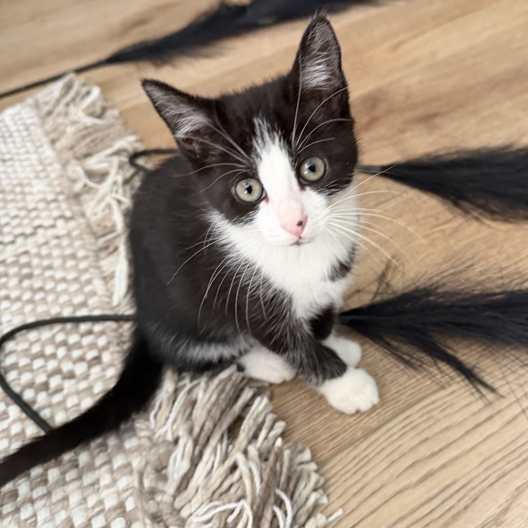DIME - Domestic Shorthair available for adoption
