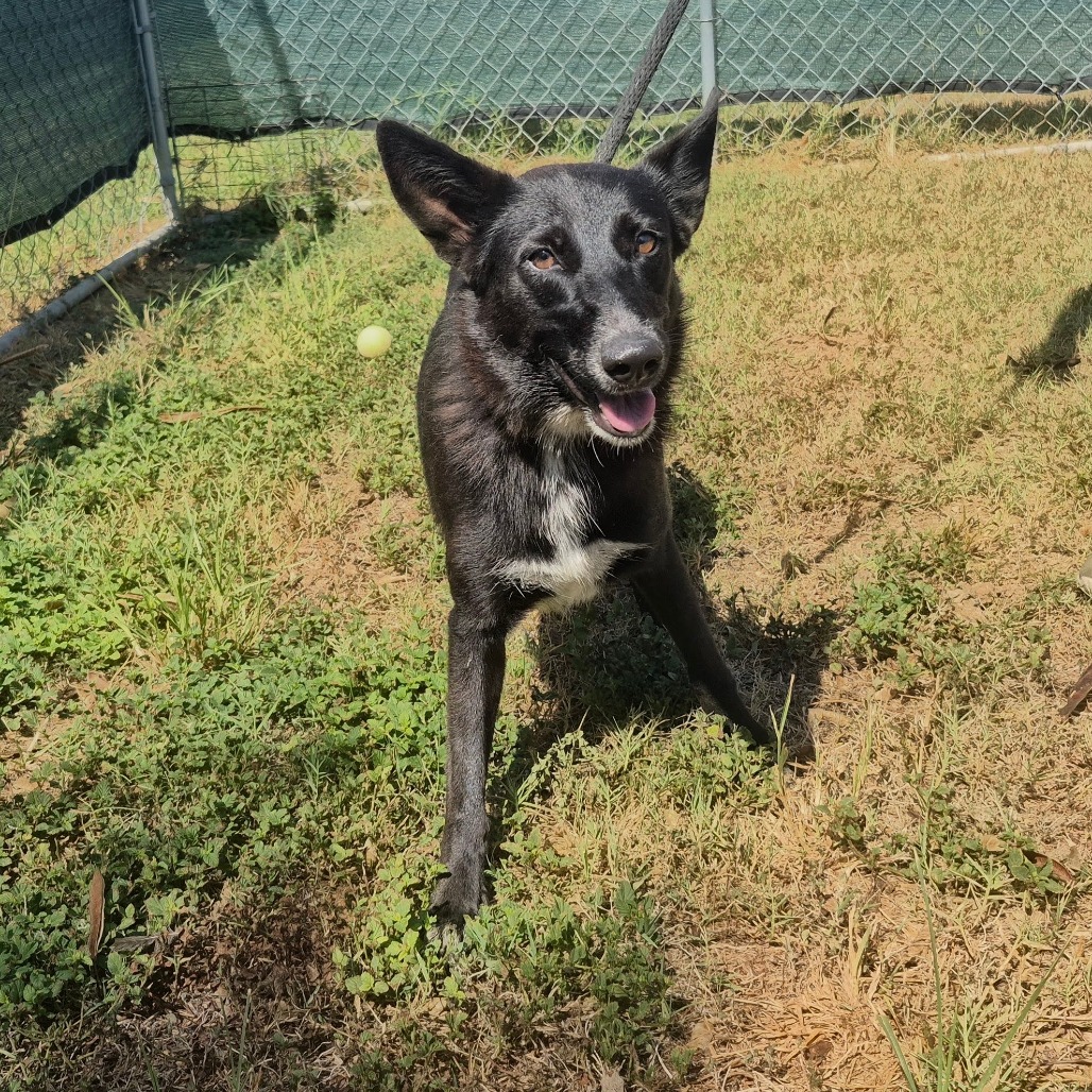 STARRY - Shepherd available for adoption