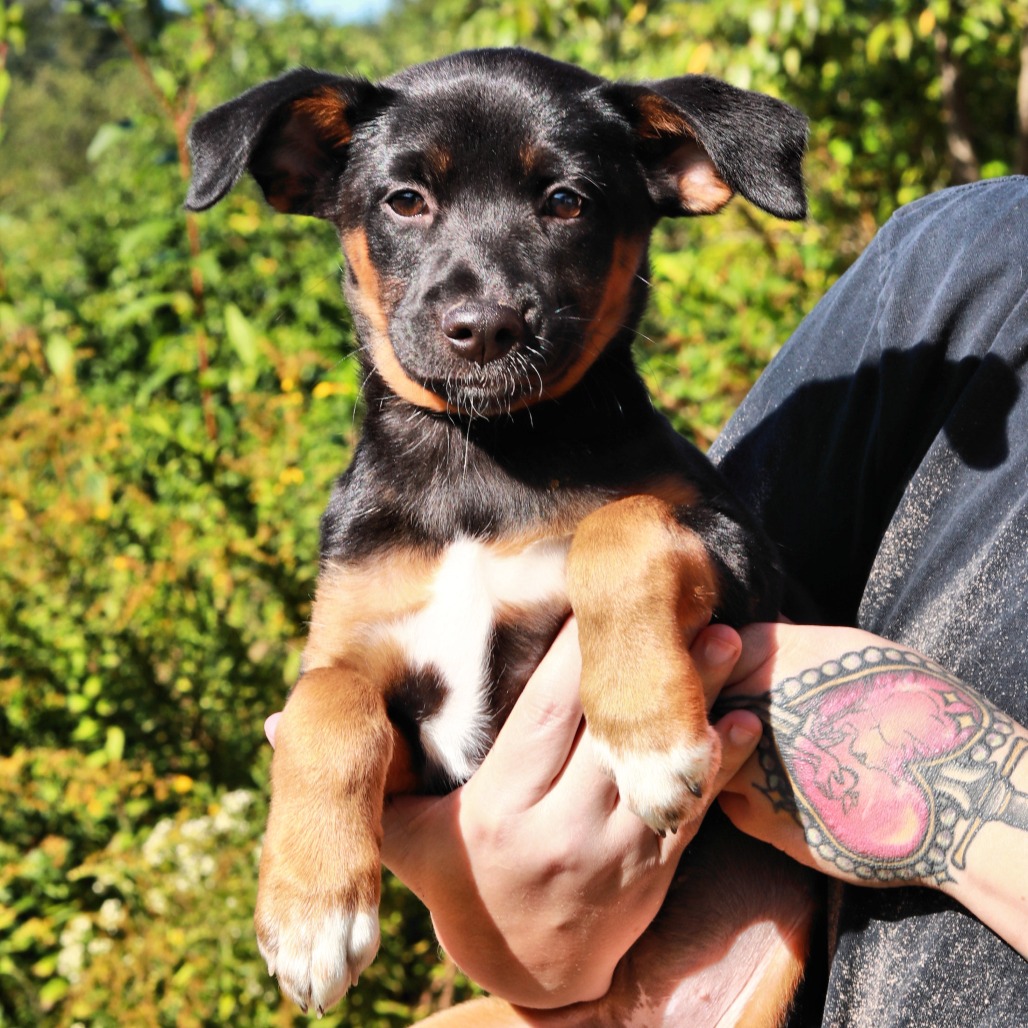 NY Betsy (Foster in Brewster)