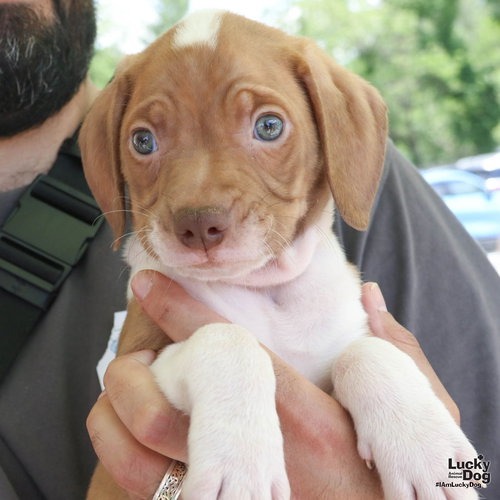 CONE - Retriever / Beagle available for adoption