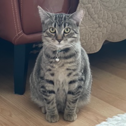 Valentino - Domestic Shorthair