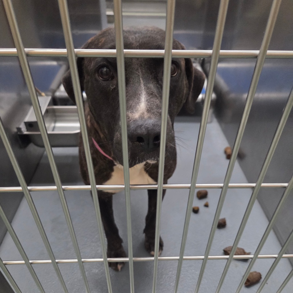 Cerci — thumbnail 3