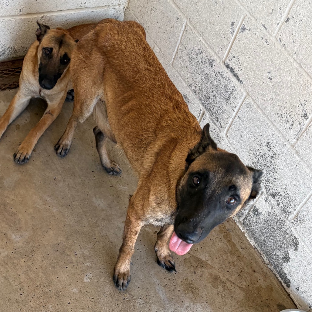 DONNA - Malinois / Belgian available for adoption