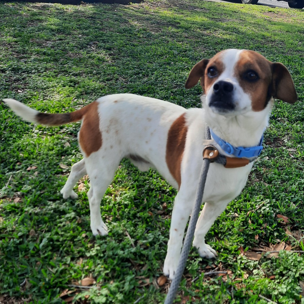 Bruiser photo 15