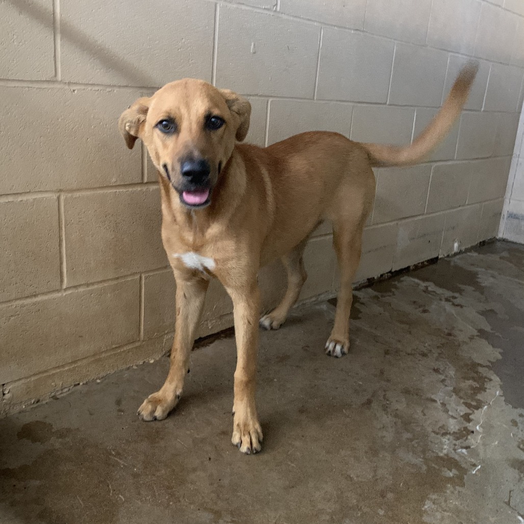 Ms. Lipton, available for adoption at PVAS