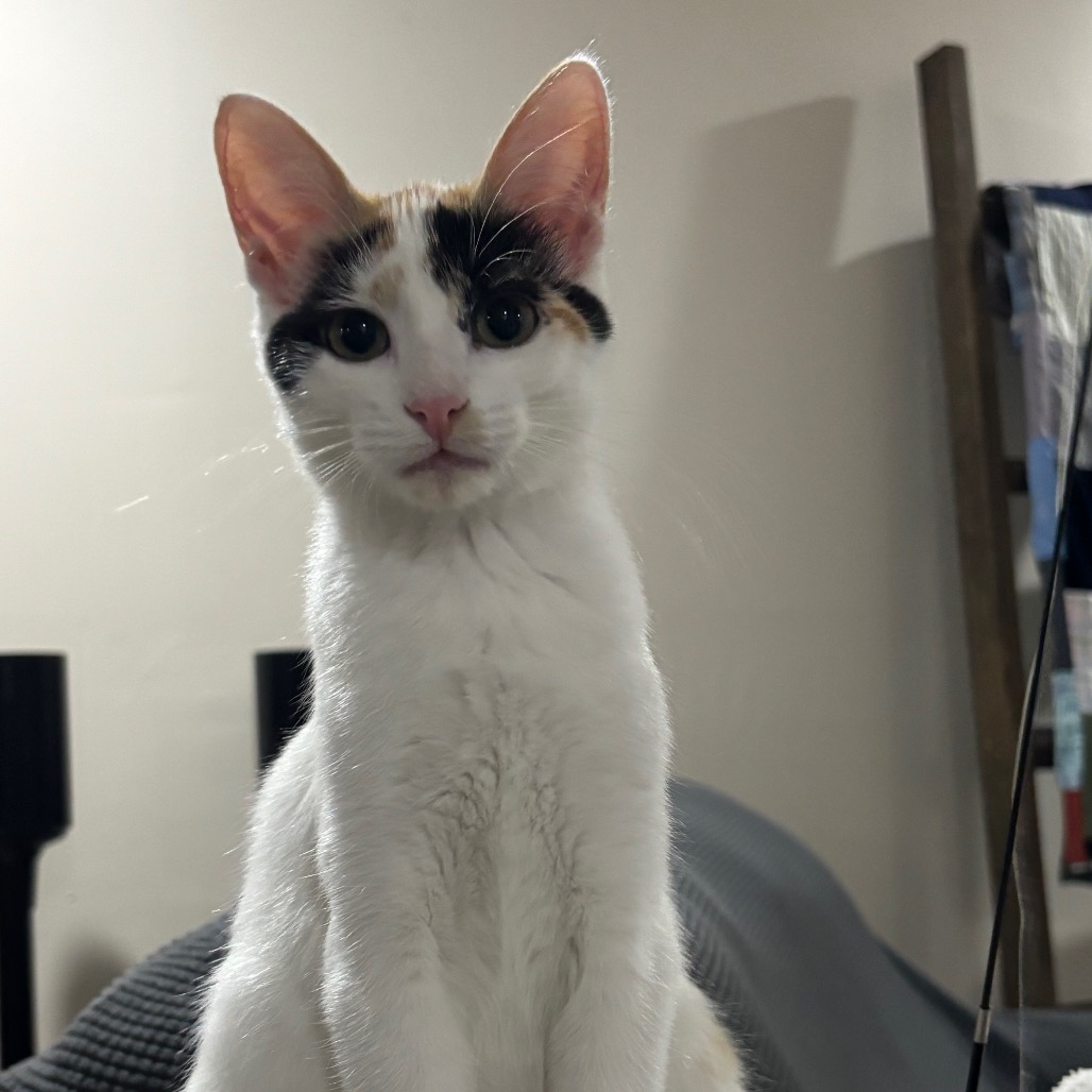 PEACH - Domestic Shorthair available for adoption