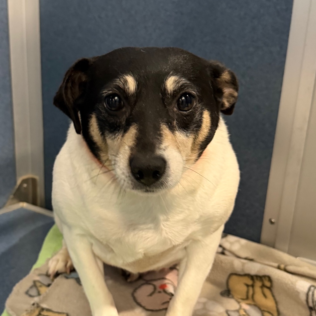 FELICIA (AG26-24) - Terrier / Rat available for adoption