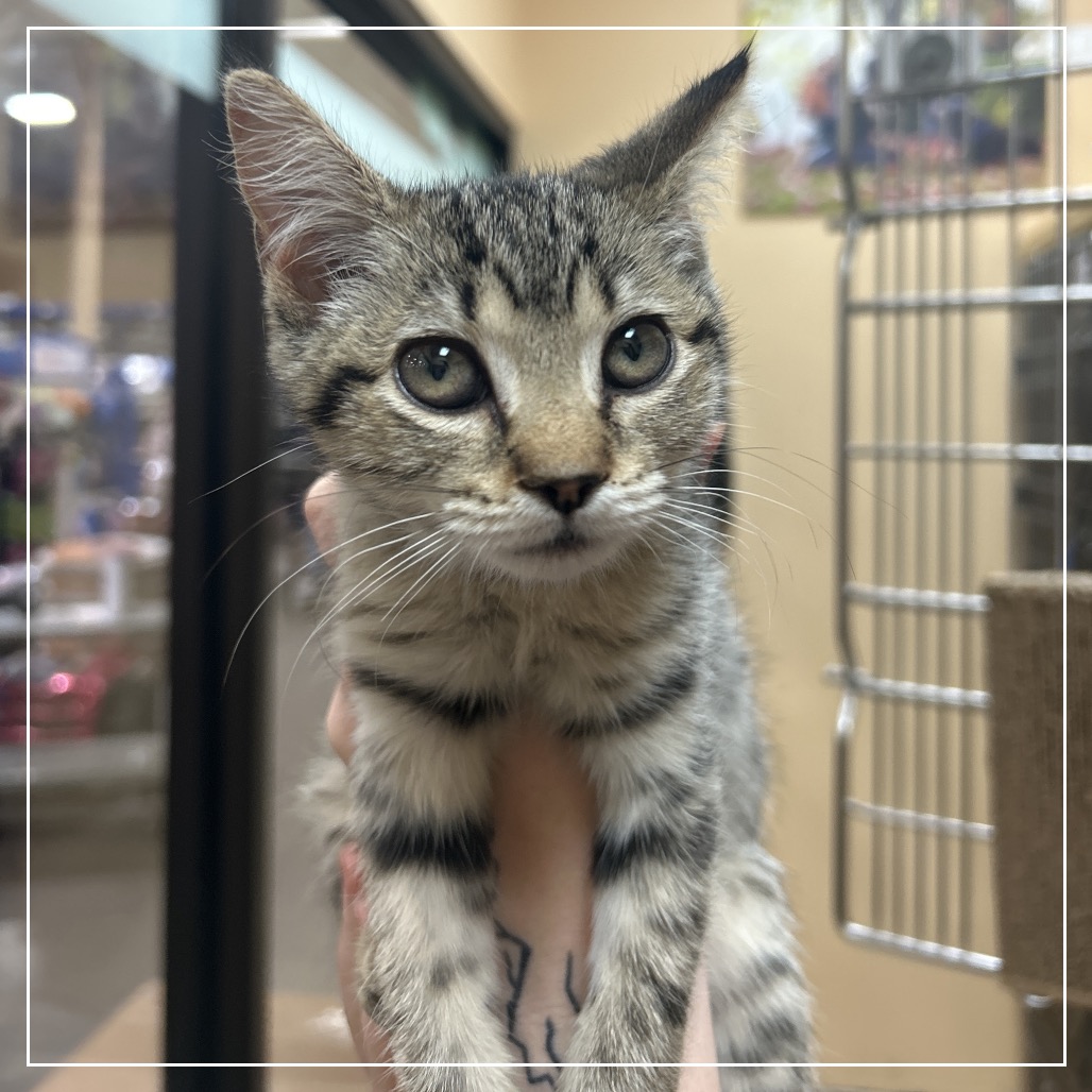 FWT ITTY BITTY - Domestic Shorthair / Domestic Shorthair available for adoption