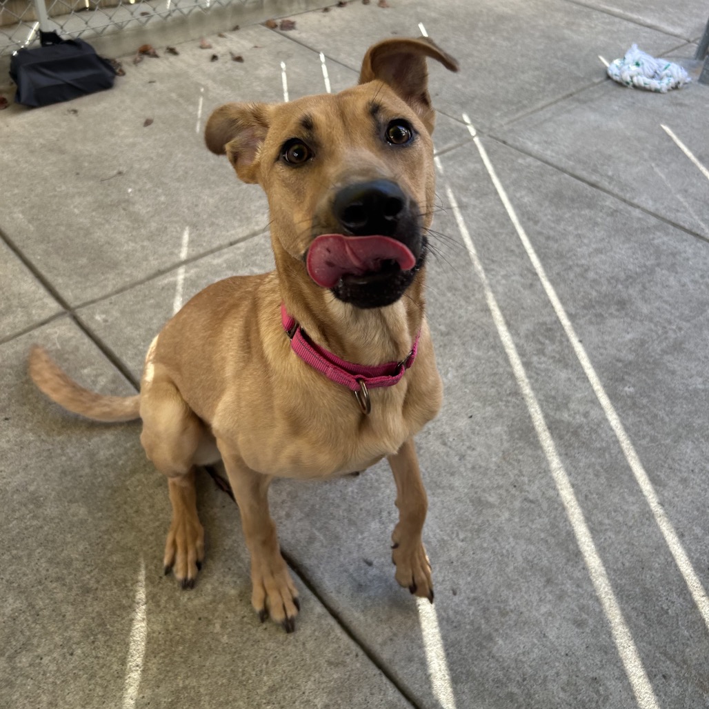 Photo of Artemisia 6