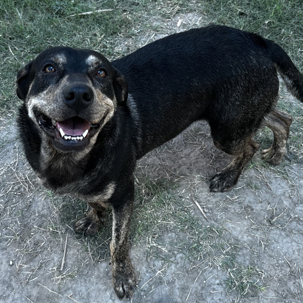 Alva, available for adoption at PVAS