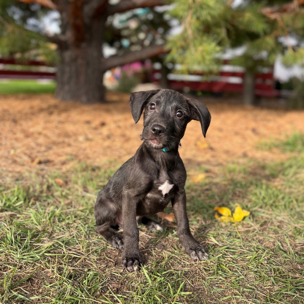 Lennon--In Foster***ADOPTION PENDING***