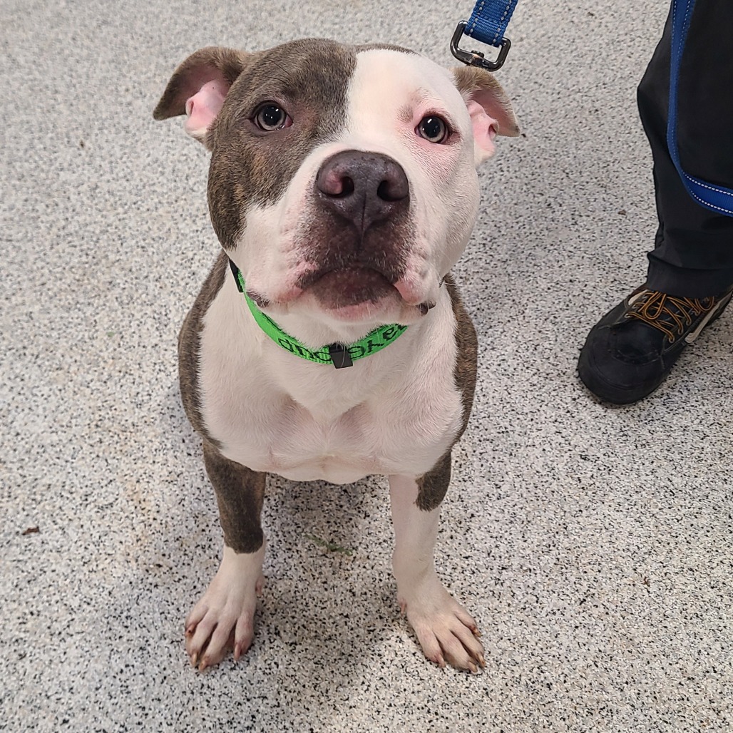 Jiminy — thumbnail 3