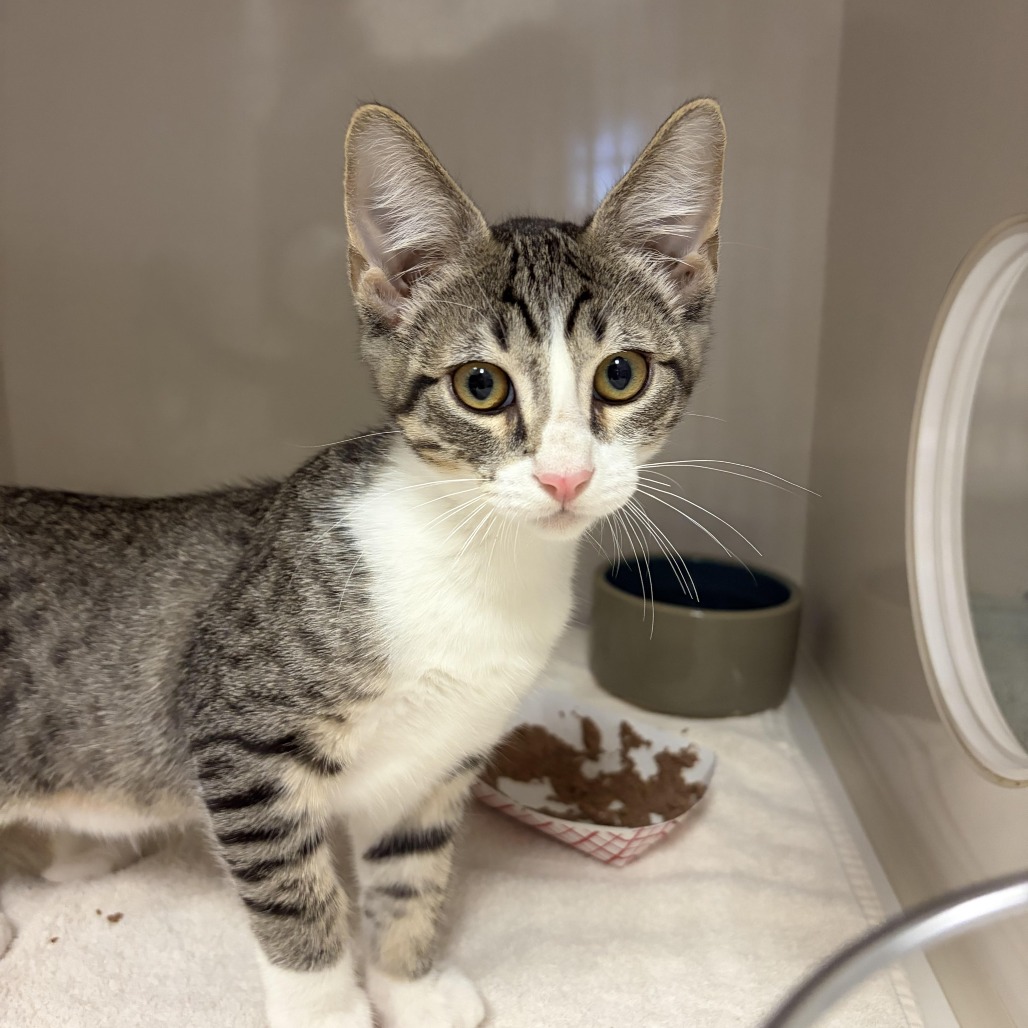 S'Mores - Domestic Shorthair