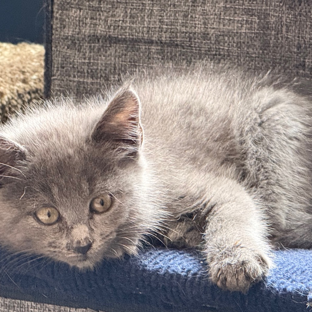 Bella