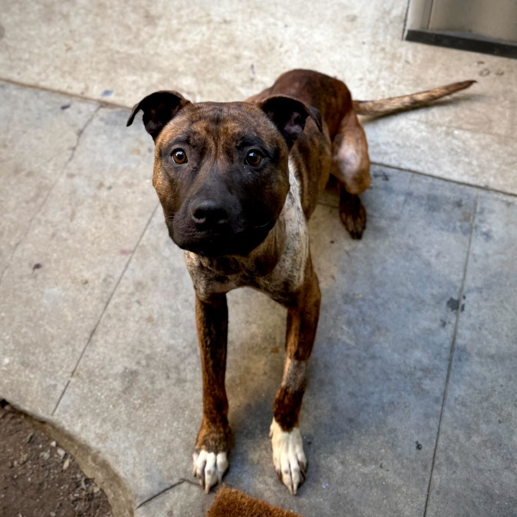 200-2 X 2 Top Dog Pit Bull Death 200 Count 2x2 Inch Pit Bull