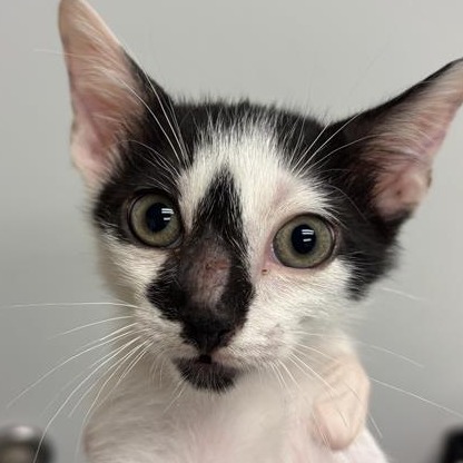 OREO COOKIE - Domestic Shorthair available for adoption
