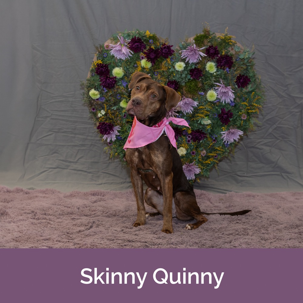 Skinny Quinny