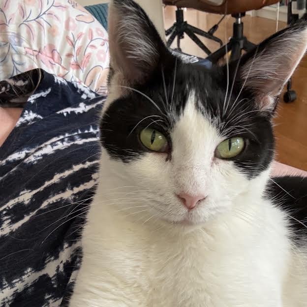 JAR - Domestic Shorthair available for adoption
