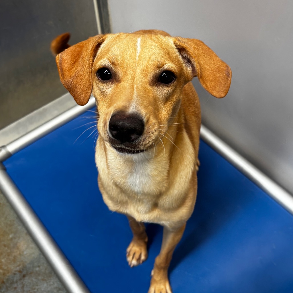 Etta , available for adoption at PVAS