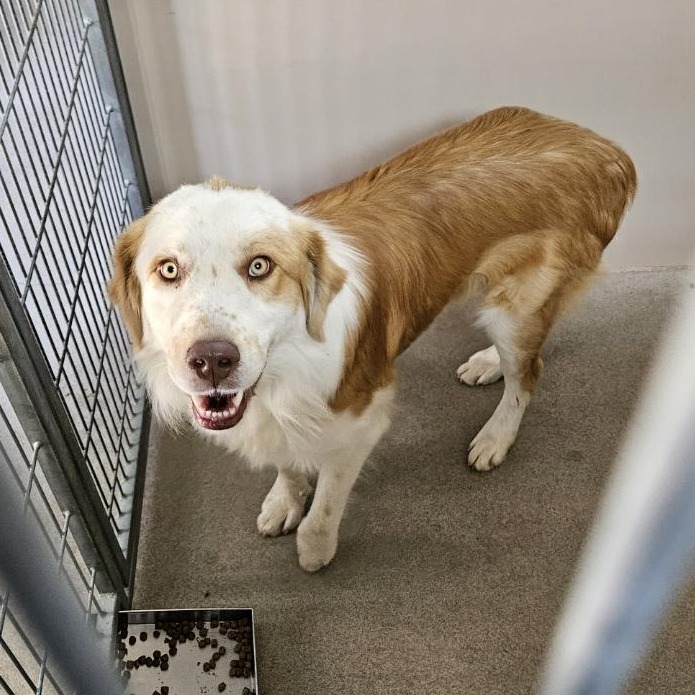  Kennel#2's preview photo