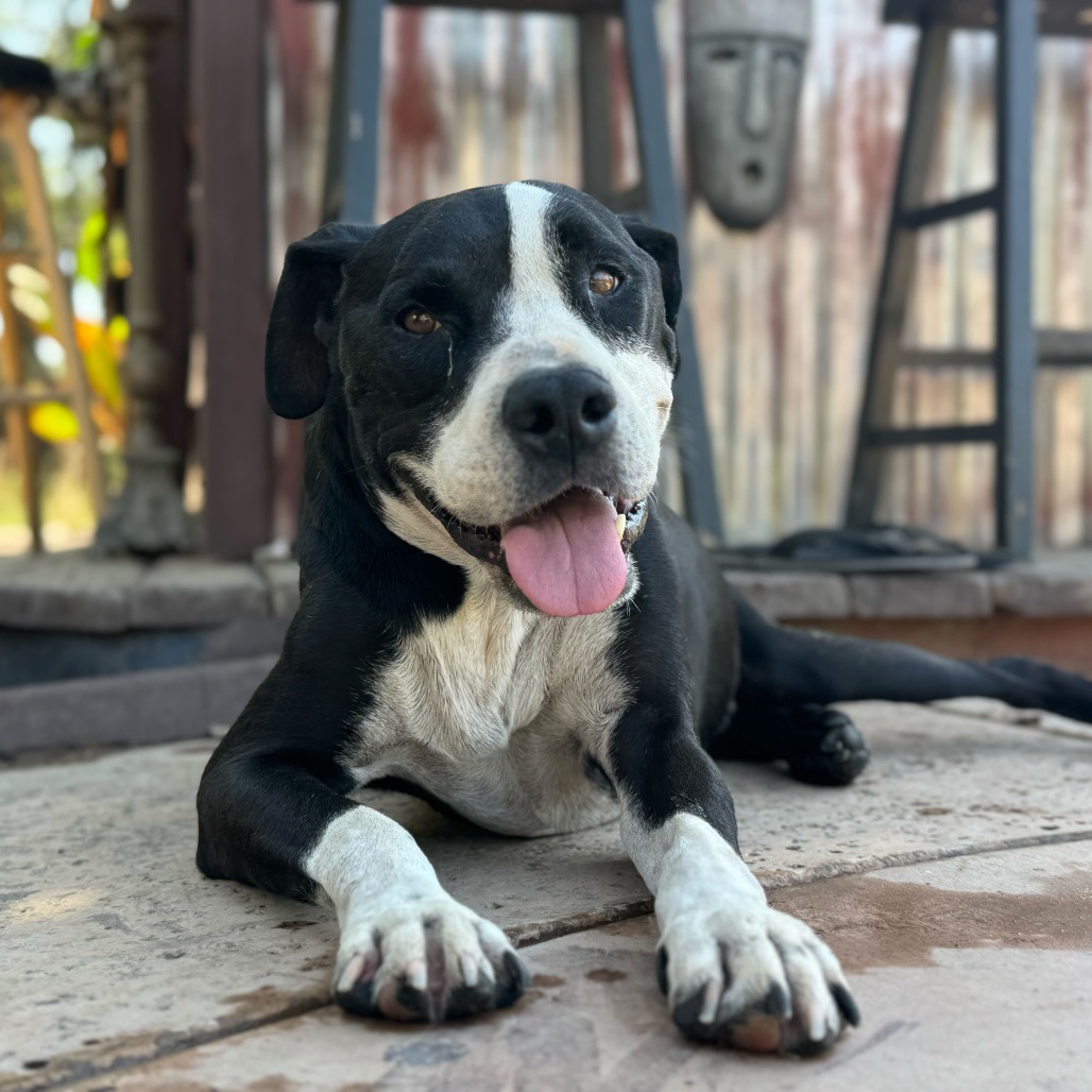 Harley, photo 19