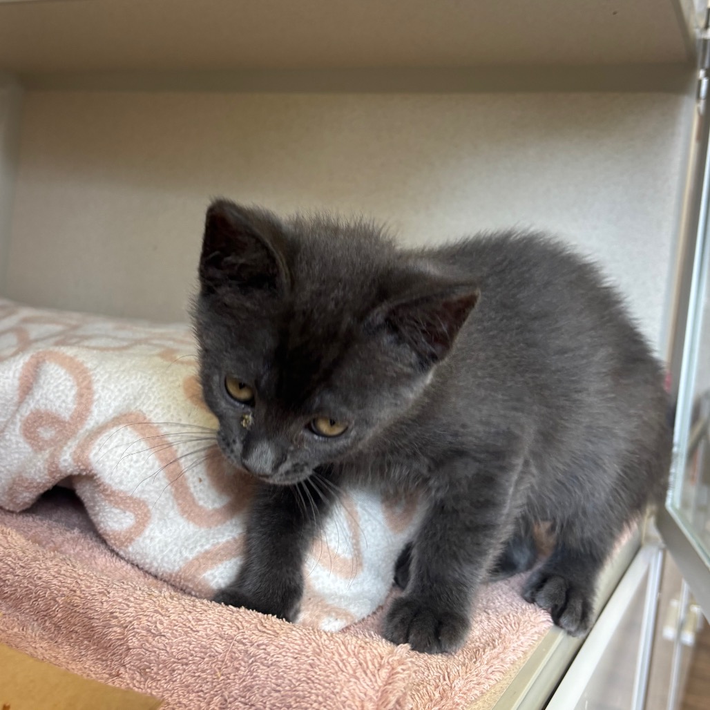 Twirl - Domestic Shorthair