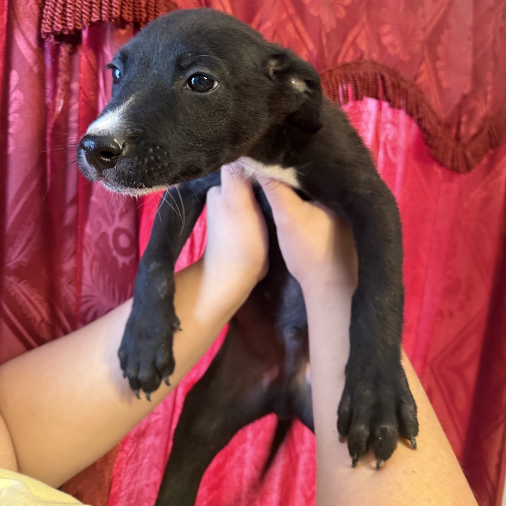 TOOTHLESS - Mixed Breed (Small) available for adoption