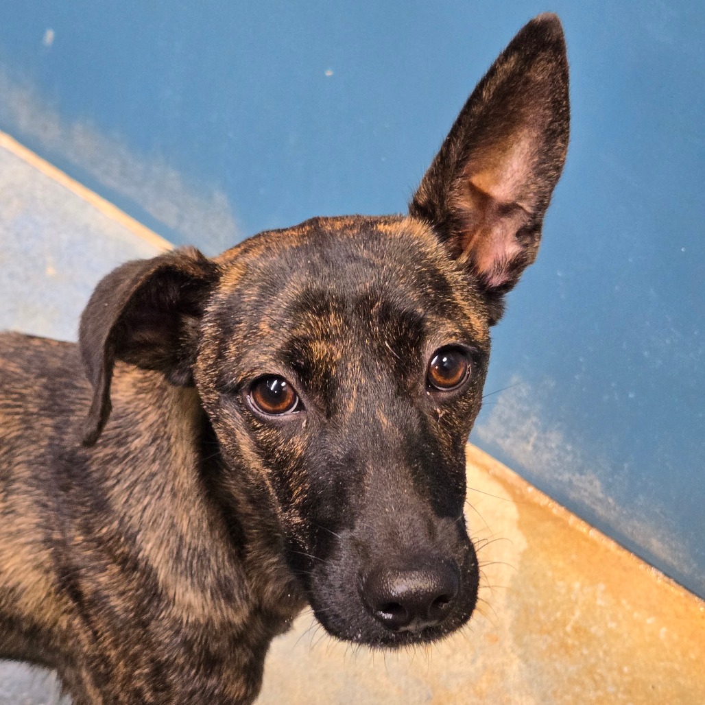 BROWNIE (ROCIO) - Shepherd available for adoption
