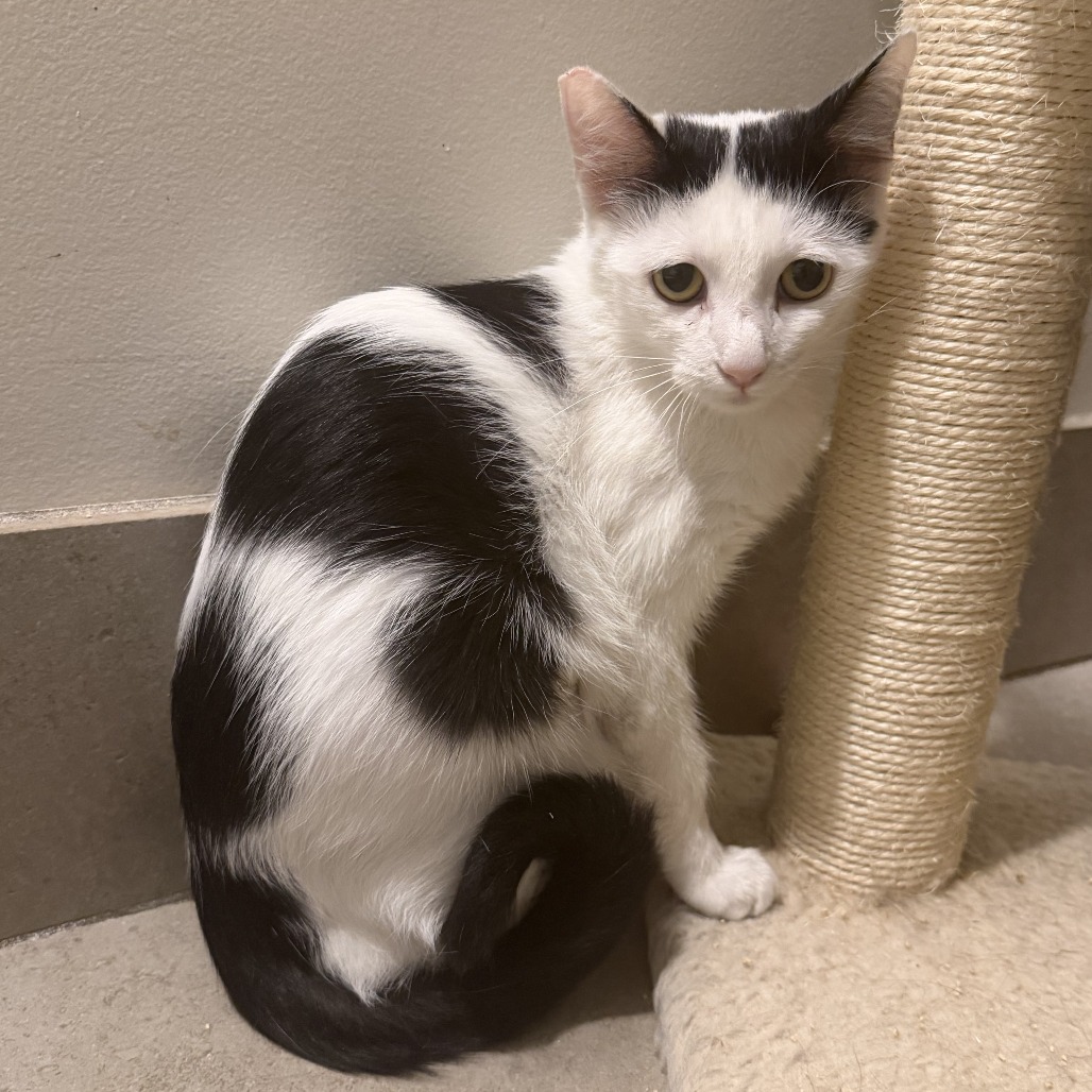 MIRAH - Domestic Shorthair available for adoption
