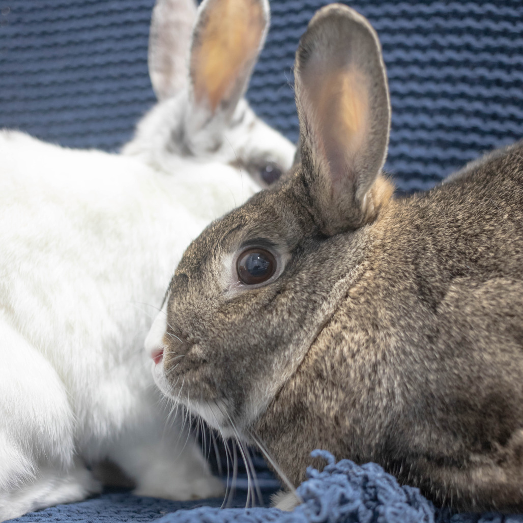 Bowie (bonded to Pippa), photo 6