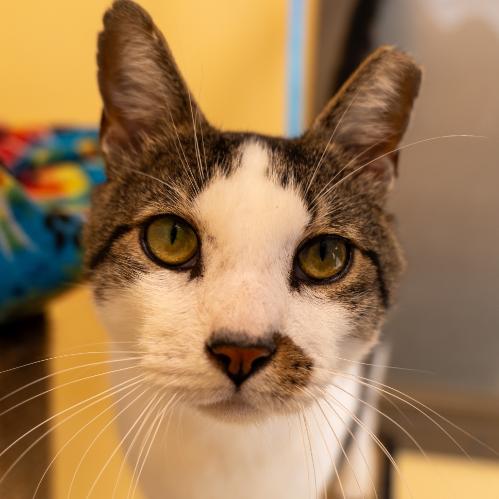 MONGOOSE - Domestic Shorthair available for adoption