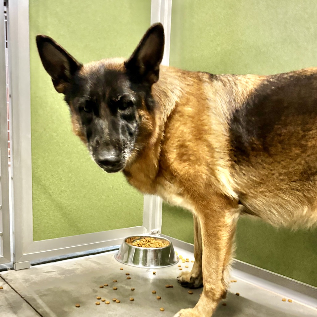 STEVIE (AG26-259) - Shepherd / German available for adoption