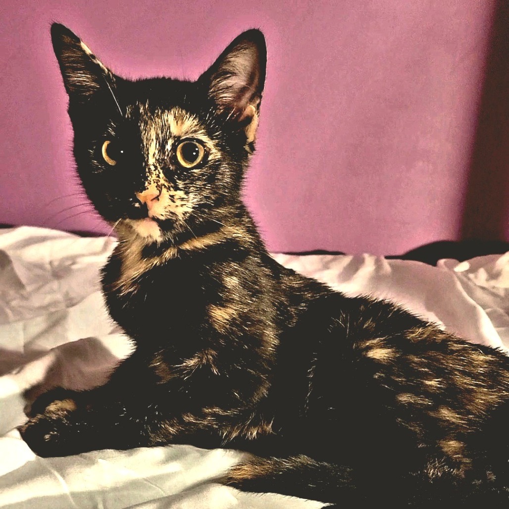 Josie, photo 5