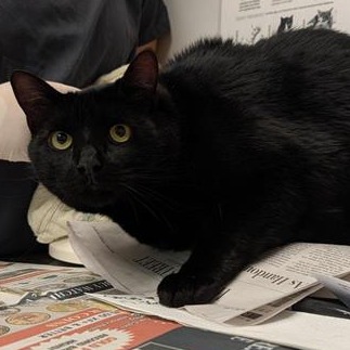 SIRIUS BLACK - Domestic Shorthair available for adoption
