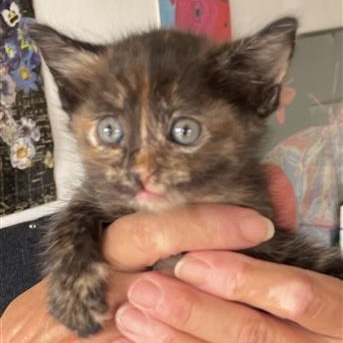 Garden Snail picture #2