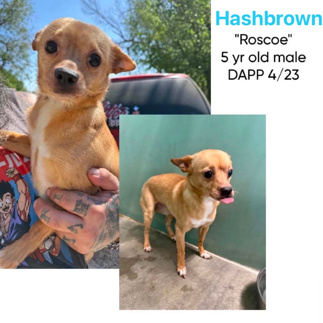Hashbrown