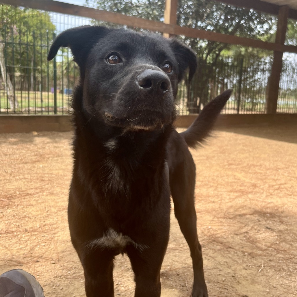 BAZOOKA GUM - Mixed Breed (Medium) available for adoption