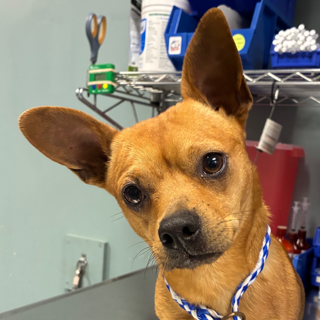 Chico is available for adoption at Greenville County Animal Care