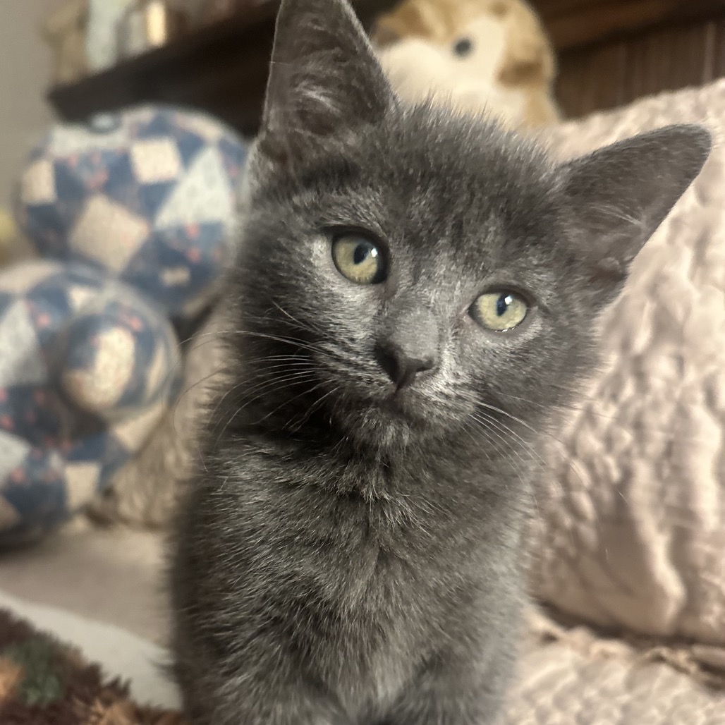 WINDY - Domestic Shorthair available for adoption