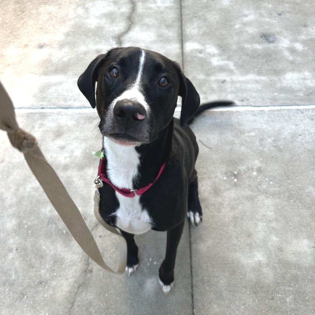 DIANA - Mixed Breed (Medium) available for adoption