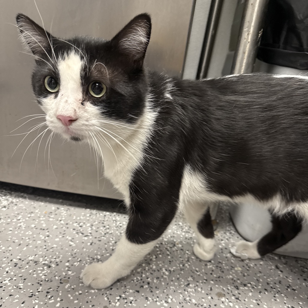 STEVIE SWEETS - Domestic Shorthair available for adoption