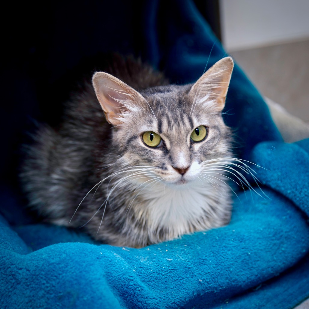 ASH - Domestic Medium Hair available for adoption