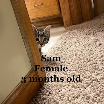 Sam C12416