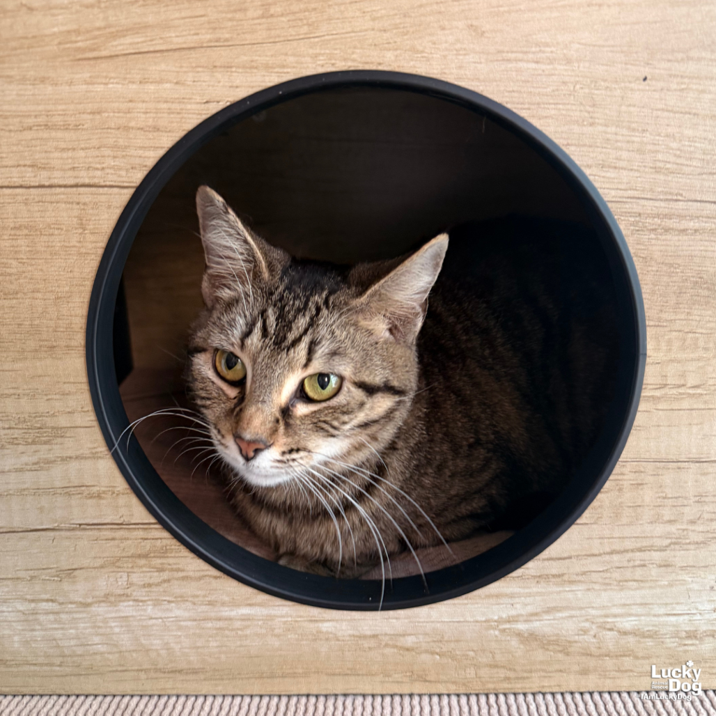 EDAMAME - Domestic Shorthair available for adoption